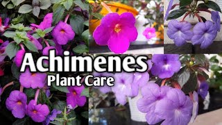 Achimenes Plant Care and Propagation  അക്കിമെനീസ് [upl. by Betti]