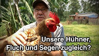 Unsere Hühner Fluch und Segen zugleich [upl. by Bhatt]