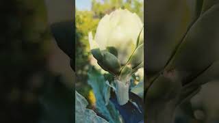 Artichoke harvesting [upl. by Marinelli665]