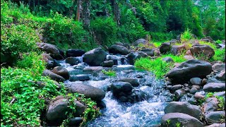 Imagine this the Sound of Water Flowing Over Rocks The Sound Of Water Rushing in Small Rivers [upl. by Chapa88]