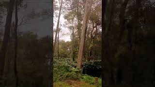 Coffee plantation Coorg coorg nature coffee plants trending travelvlog [upl. by Daukas923]