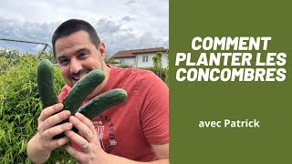 POTAGER comment planter et cultiver Les concombres   ASTUCE ET CONSEIL [upl. by Allecram]