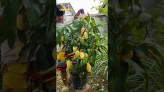 grafting mango on orange tree  how to grow hybrid mango tree  Online Garden [upl. by Branscum549]