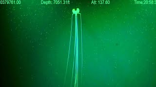 Magnapinna Squid Attack  New ROV Footage 2023  Deepsea Oddities [upl. by Samella]