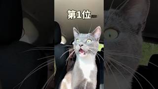 ネコさんの動画見て笑ったら寝ろwwwwww [upl. by Alih]