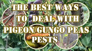 GUNGO  PIGEON PEAS CULTIVATION – MANAGING PESTS THE NATURAL WAY [upl. by Tallula]