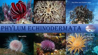 Exploring the Fascinating Characteristics of Phylum Echinodermata kingdom animalia class 11th NCERT [upl. by Auqeenwahs]