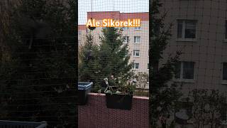 Ale sikorek kotki obserwują balkon cat kot sikorki catlove catlike catcute winter catviral [upl. by Greenburg181]