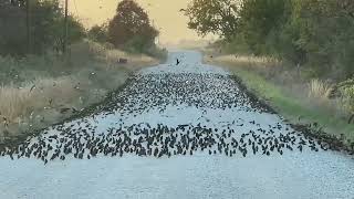 Migrating Birds Congregating on a Rural Iowa Road [upl. by Namwen226]