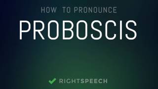 Proboscis  How to pronounce Proboscis [upl. by Selegna773]