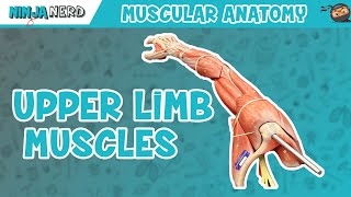 Muscles of the Upper Limb [upl. by Kennith]