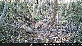 Pair of Japanese Raccoon Dogs Intrude the Overwintering Den of Japanese Badger in Late Autumn [upl. by Zubkoff]