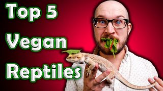 Top 5 Vegan Reptiles  Reptiles That Dont Eat Bugs or Rodents [upl. by Sicard]