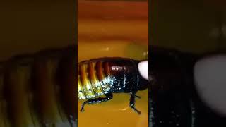 Meet the Hissing Cockroach Natures Noisy Giant [upl. by Airdnala]