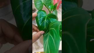 crawler gloriosum philodendron waterpropagation propogation plants repotting tropicalplants [upl. by Izaak]