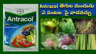 Antracol fungicide use in telugu  Propineb 75 Wp  Bayer antracol price [upl. by Darius]