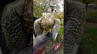 IMPRINT PEREGRINE TIERCEL [upl. by Jorie]