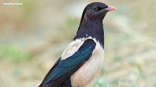 Rosy Starling Sounds Flock Call  Rosy Starling Call Sounds Voice Rosy Starling Flock Chirping Call [upl. by Alig]