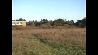 Falconry  Lure Flying American Kestrel [upl. by Jillayne552]