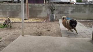 Caucasian shepherd 21 months old [upl. by Etoile]