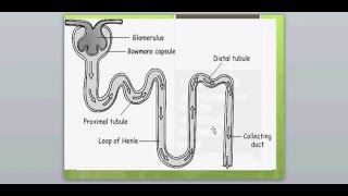 DIURETICS 1FUROSEMIDE [upl. by Zachar]