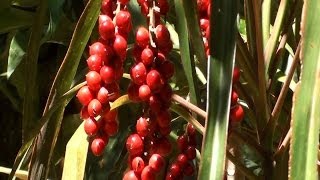 Como fazer mudas de dracena Dracaena marginata tricolor Jardinagem [upl. by Rockey936]