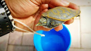 RESCUED a RARE BABY SoftShell TURTLE [upl. by Diandra]