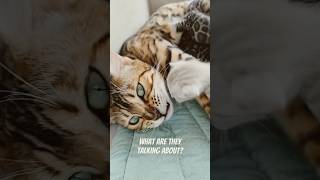 What are they talking about Bengal cats talking about… bengalbest [upl. by Zane]