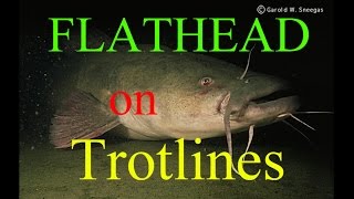 Catching Flathead Catfish with live bait  Trotliners [upl. by Stortz650]