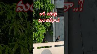 గుప్పెడు మెతుకులు వేద్దాం bhakti shorts crow [upl. by Malin]