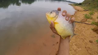 Big Ternetzi Piranhas Pygocentrus nattereri fishing from shore [upl. by Utley143]