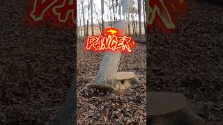 Ported Stihl 500i JUMP cutting Beautiful Dangerous White Oak logger stihl logging timber [upl. by Lincoln]