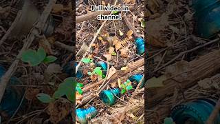 Insulator hunting full video in channel [upl. by Nylitak]