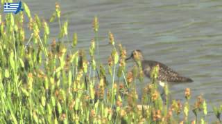 Birdwatching in Northern Greece  the Nestos region [upl. by Hatnamas927]