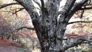 Otoño en el Hayedo de Montejo en la sierra del rincón [upl. by Connolly]