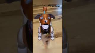 aibo pet robot dog petrobot aibo fyp fypシ petbot aibot [upl. by Arrad]