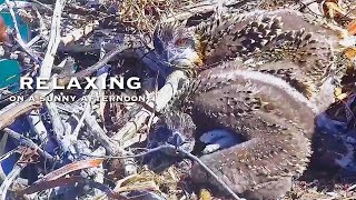 142🦅Osprey Nest／Port Lincoln Osprey Live Stream [upl. by Zalea646]