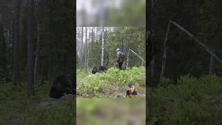 Meeting a bear in the forest bear forest meeting hunting bear wildlife nature [upl. by Elleral]