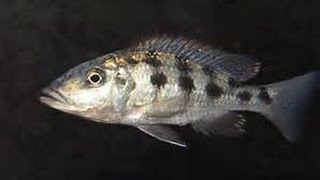 Fossorochromis rostratus  african cichlid [upl. by Yesrej]