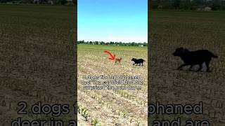 Dogs rescue dear from 🌽 field very emotional heart touching moments dog animals hearttouching [upl. by Myke]