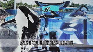 Blackfish  Official Trailer US 2013 Orca Tilikum [upl. by Alecram]