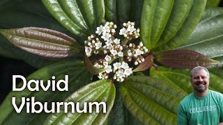 David Viburnum  Viburnum Davidii [upl. by Nicholas]