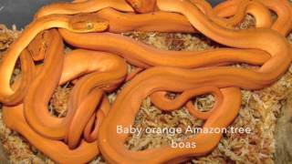 Amazon Tree boa [upl. by Nesmat]