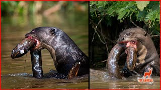 QUANDO A ARIRANHA ENCONTRA O PEIXE ELÉTRICO 😮 [upl. by Ybur]