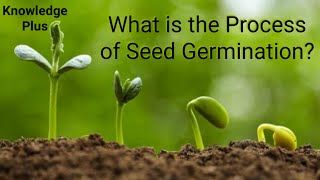 What is the Process of Seed Germination Seed germination explained I How do Seeds Grow [upl. by Anire]