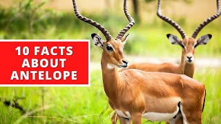 10 Interesting Facts About Antelope [upl. by Hsoj]