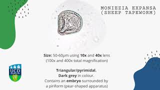 Moniezia expansa Sheep tapeworm [upl. by Ano]