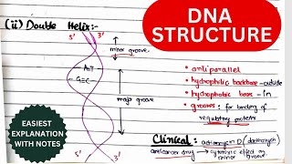 DNA Structure Organization amp Function  Nucleosides amp Nucleotides  Biochemistry urduhindi [upl. by Inej]