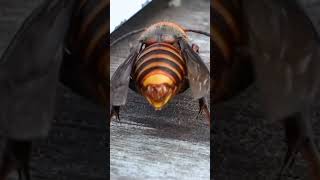 Giant Hornet Extends Stinger Front of Beehive [upl. by Ylus]