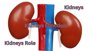 Kidneys at Work Maestros of Balance and Detoxification  Kidneys Function  Kidneys Role  Kidneys [upl. by Ahswat]